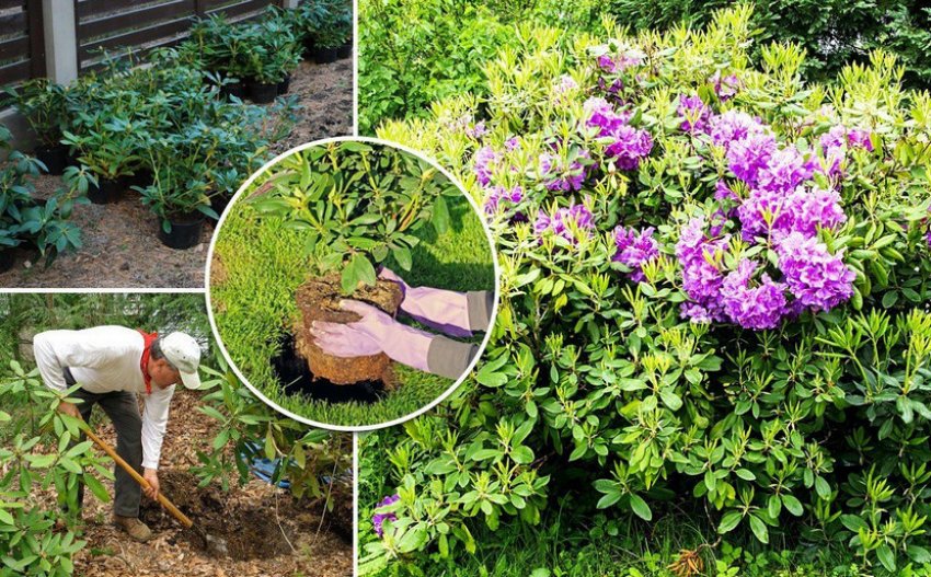 Місце посадки рододендрона Місце посадки рододендрона