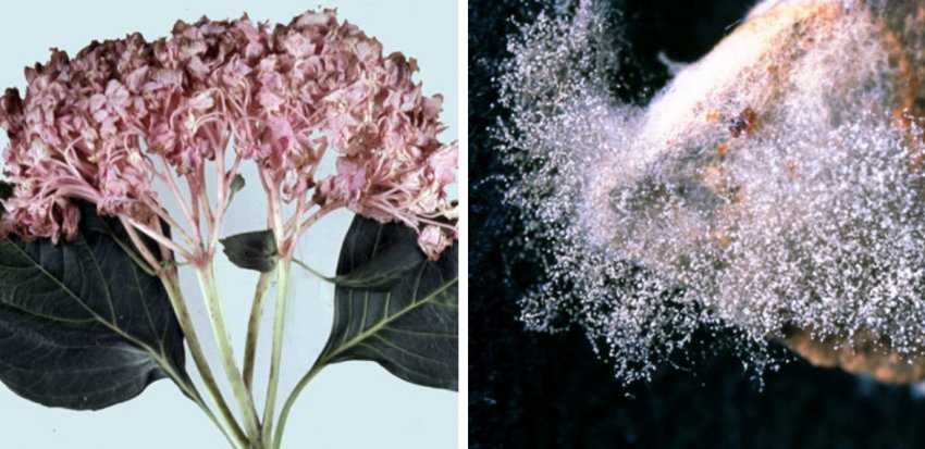 Сіра гниль гортензії