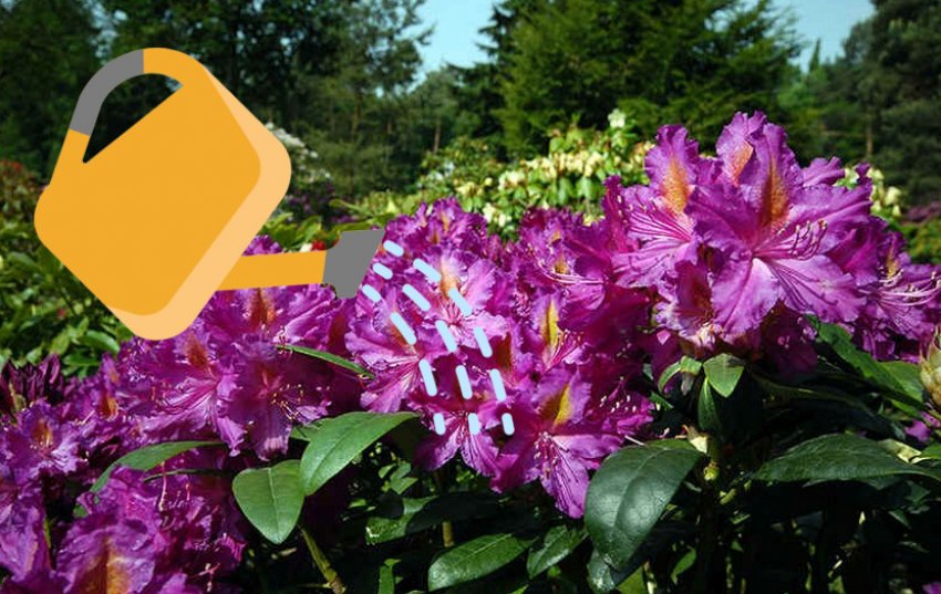 Зрошення рододендрона Зрошення рододендрона