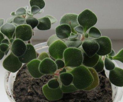 Аихризон: опис рослин, особливості догляду в домашніх умовах