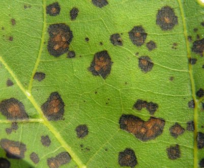 Пятна на листьях гортензии: причины и их лечение