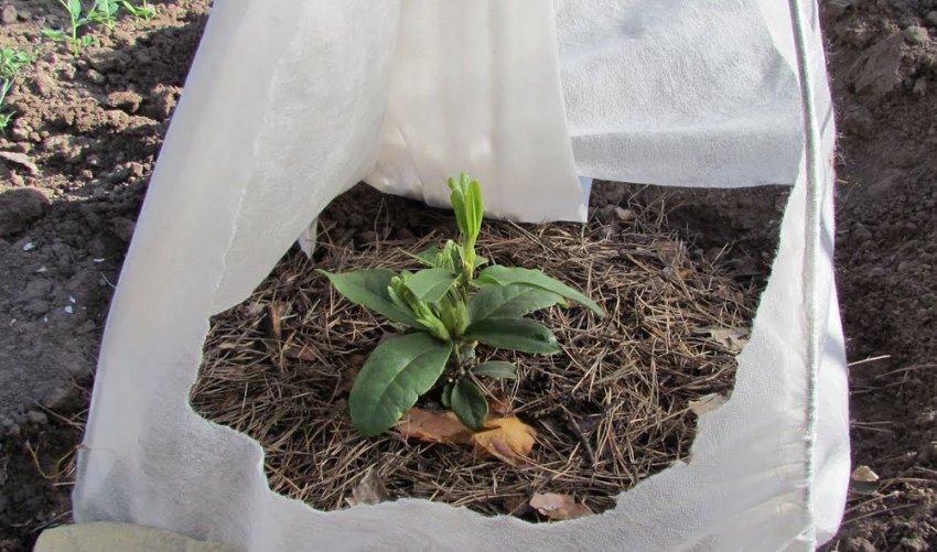 Мульчування