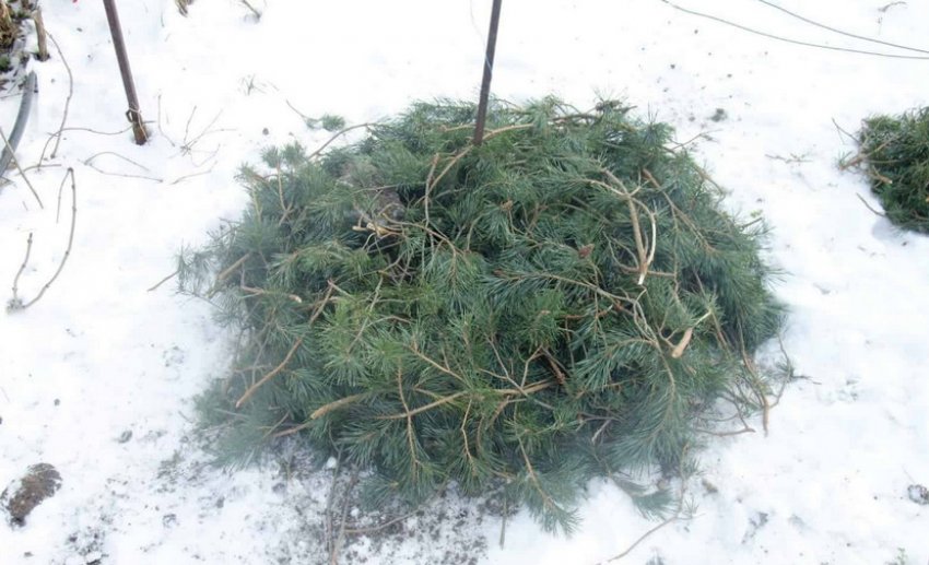 Укриття рододендрона лапником Укриття рододендрона лапником