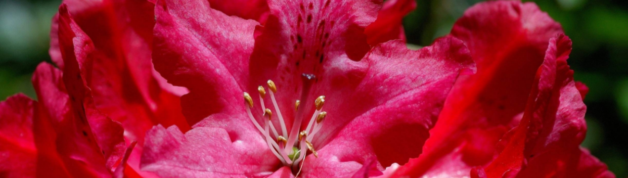 Рододендрон 'Хеллики': опис, зимостійкість, особливості посадки та догляду