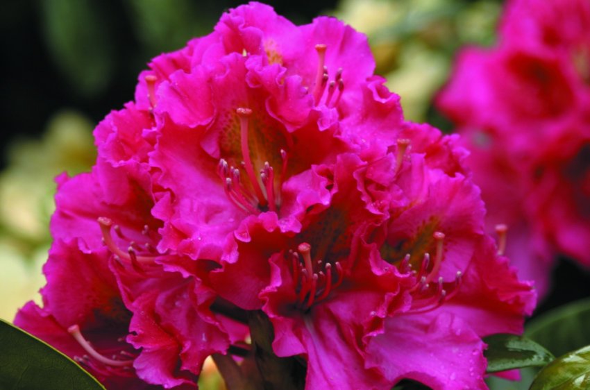 Рододендрон Хеллікі