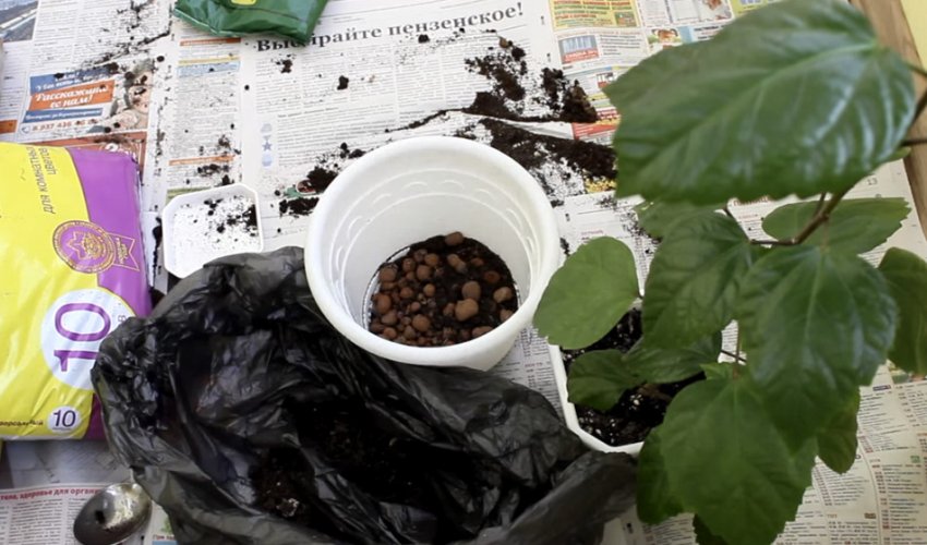 Пересадка гибискуса Пересадка гибискуса