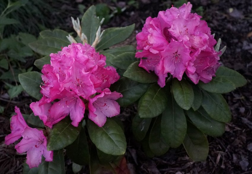 Рододендрон Хеллікі