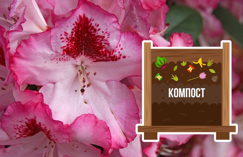 Підживлення