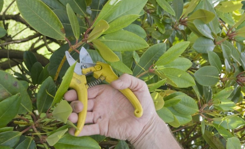 Обрізка рододендрона Обрізка рододендрона