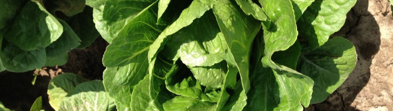 67 людей заразилися кишковою паличкою після споживання салату ромен в США