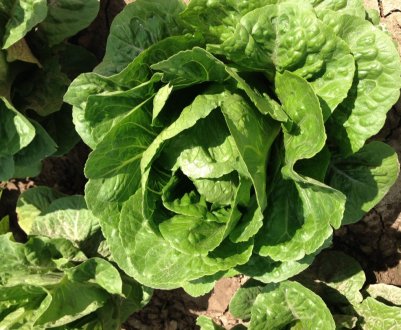 67 людей заразилися кишковою паличкою після споживання салату ромен в США