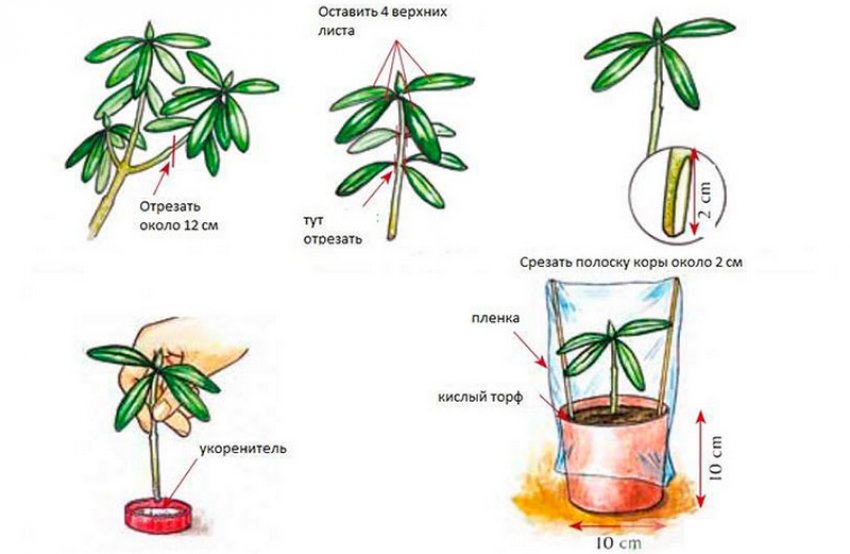 Етапи черенкування рододендрона Етапи черенкування рододендрона