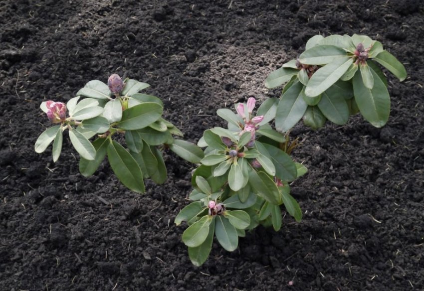 Вирощування рододендрона