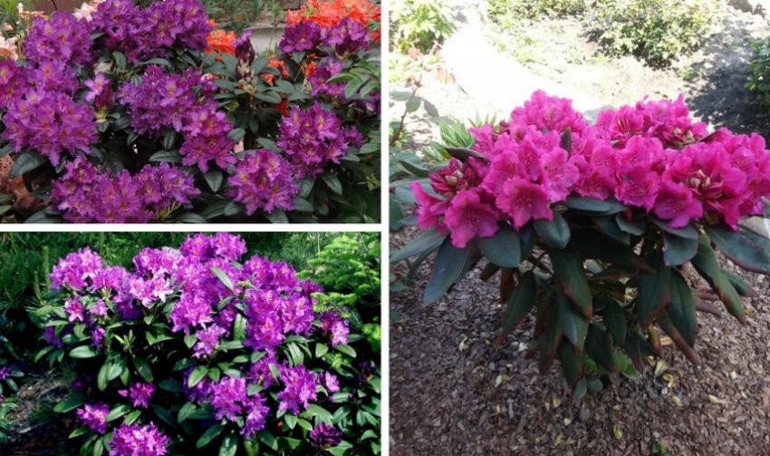 Рододендрон Лібретто в ландшафтному дизайні Рододендрон Лібретто в ландшафтному дизайні