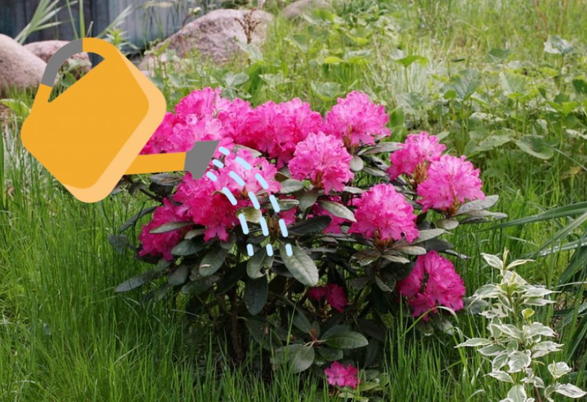 Полив рододендрона