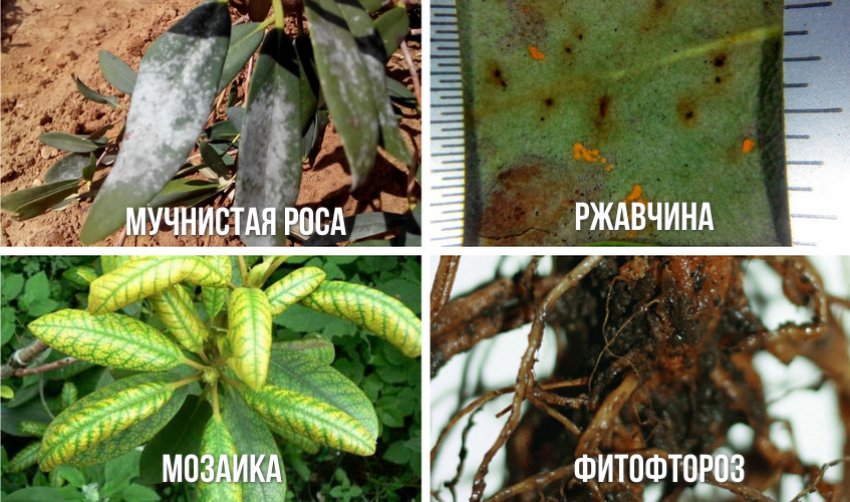 Хвороби рододендрона Хвороби рододендрона