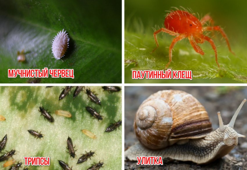 Шкідники рододендрона