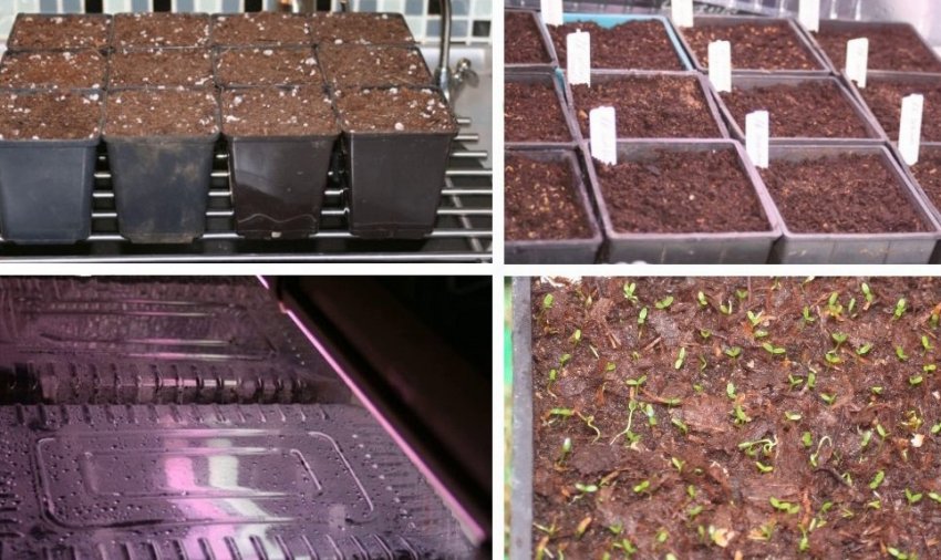 Вирощування рододендрона з насіння