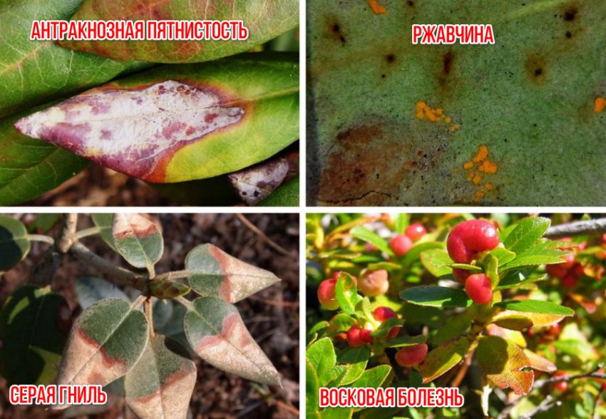 Хвороби рододендрона