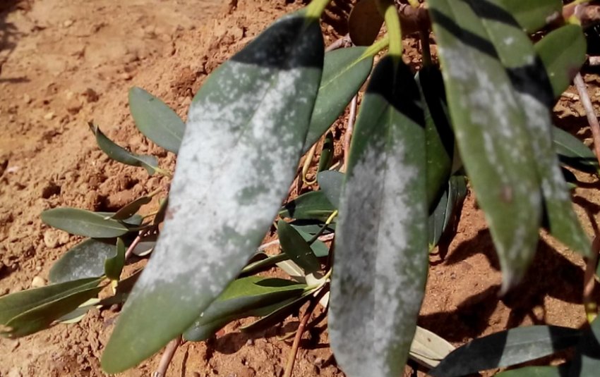 Мучниста роса рододендрона