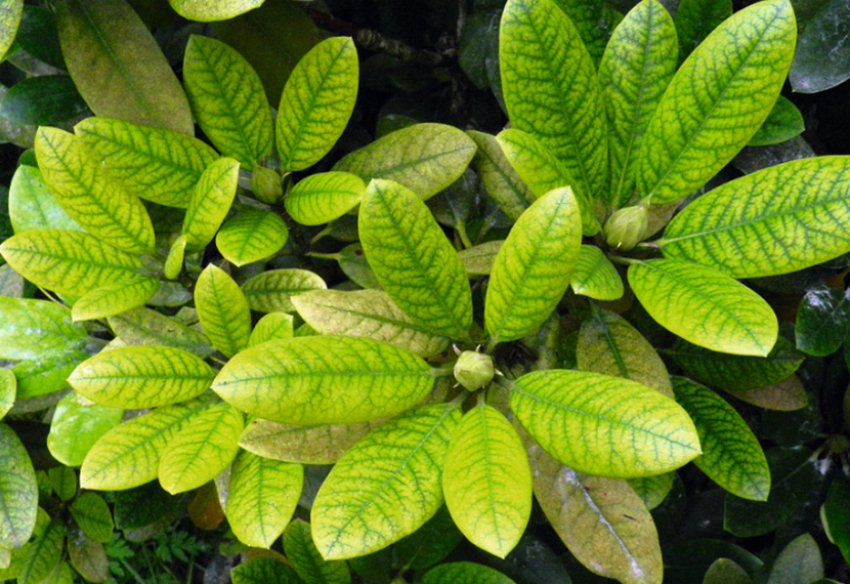 Хлороз рододендрона