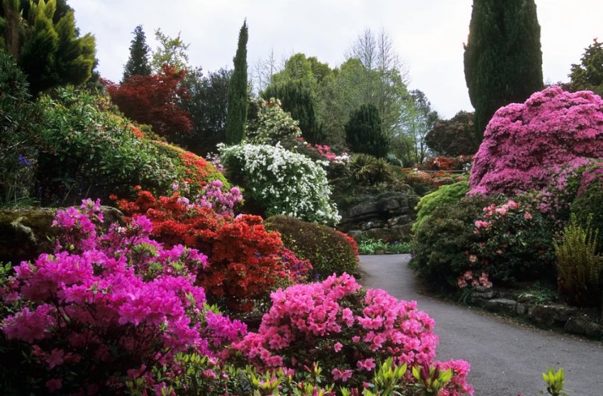 Рододендрон у ландшафтному дизайні