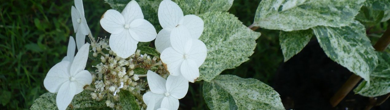 Усе про гортензію Summer Snow