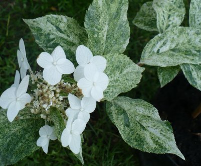 Усе про гортензію Summer Snow