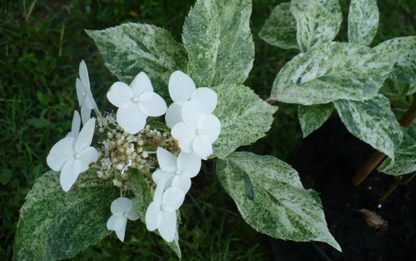 Гортензия Саммер лав 23 фото ботаническое описание гортензии метельчатой и правила ее выращивания