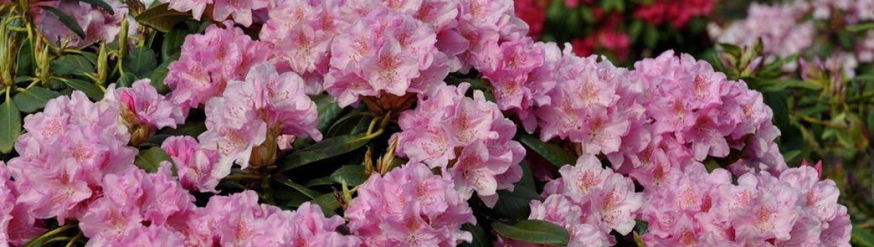 Особливості рододендрона сорту "Гельсінкі Універсітет"