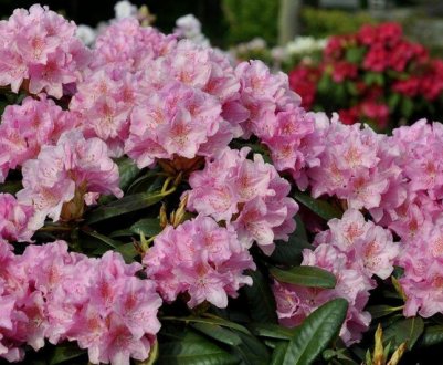 Особливості рододендрона сорту "Гельсінкі Універсітет"