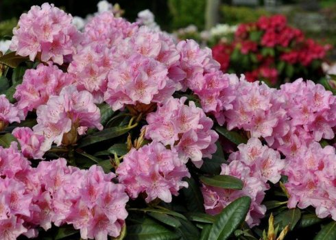 Особливості рододендрона сорту "Гельсінкі Універсітет"