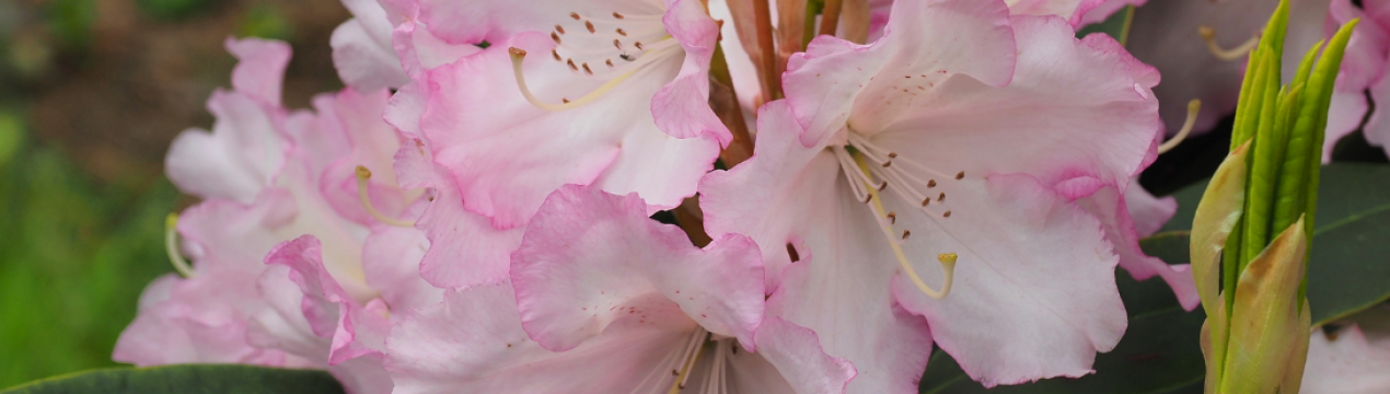 Опис та особливості вирощування сорту рододендронів Сент-Мішель