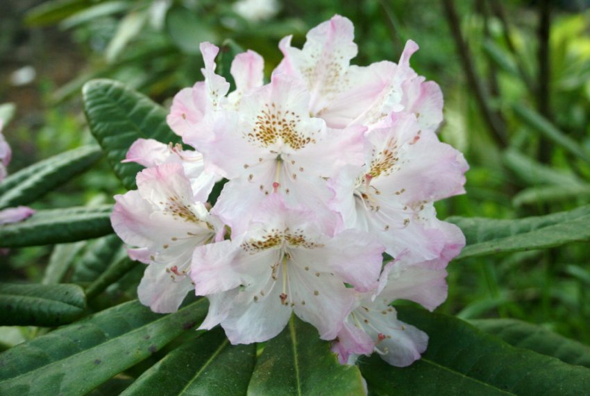 Рододендрон Сент Мишель Рододендрон Сент Мишель