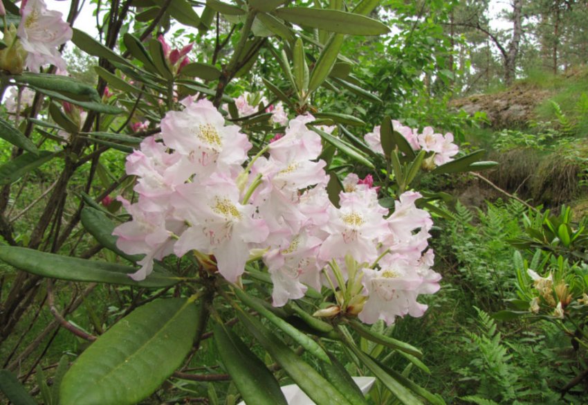 Рододендрон Сент Мишель Рододендрон Сент Мишель