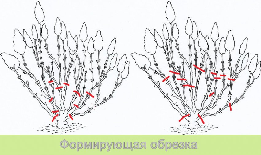 Обрізка метеликоподібної гортензії Обрізка метеликоподібної гортензії