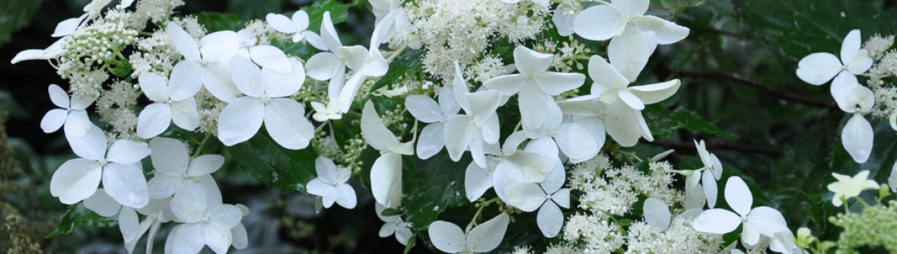 Гортензія Magical Starlight: опис, особливості висадки та догляду