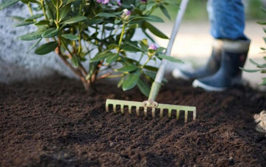 Розпушування грунту навколо рододендрона Розпушування грунту навколо рододендрона