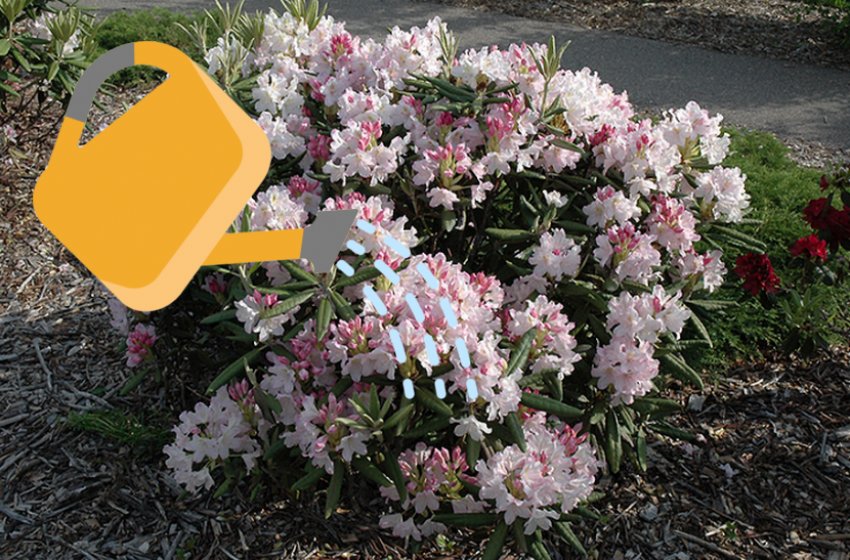 Полив рододендрона Полив рододендрона