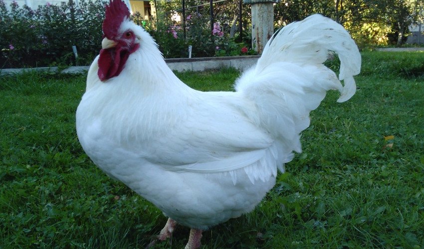 Кури корніш