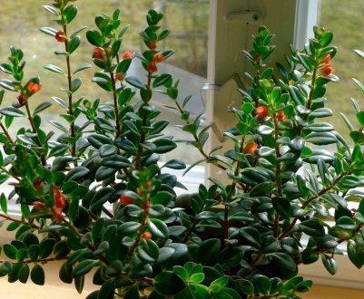 Гипоцирта: догляд в домашніх умовах