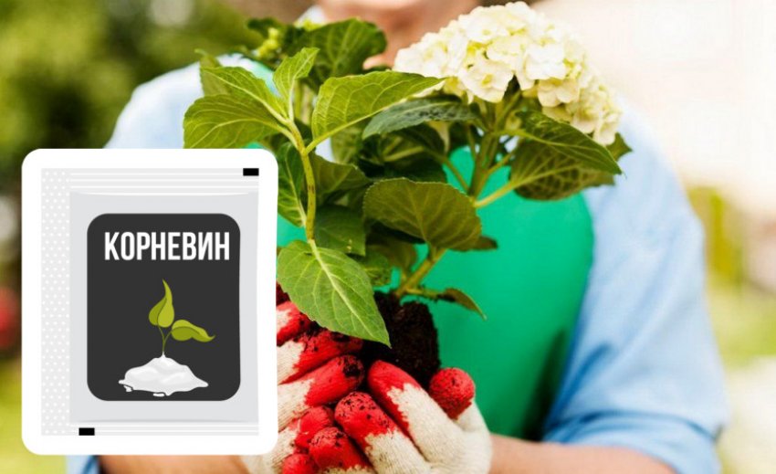 Підготовка саджанця гортензії