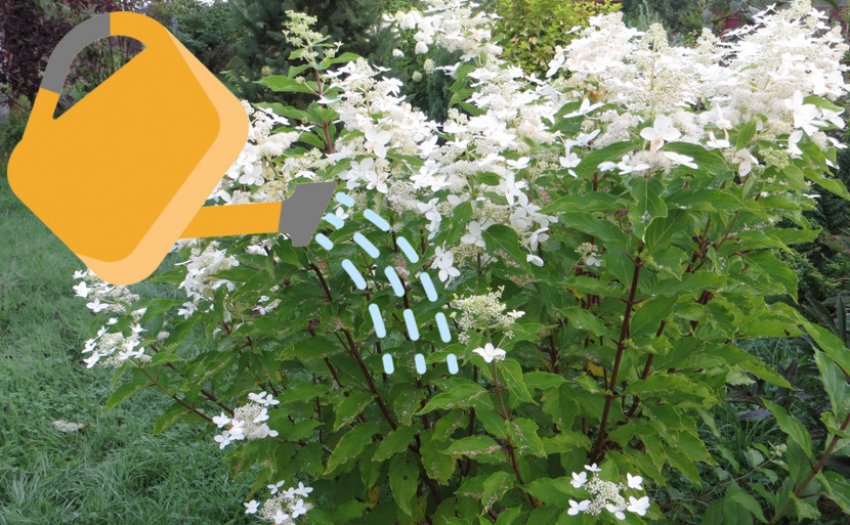 Зрошення гортензій Меджикал Старлайт