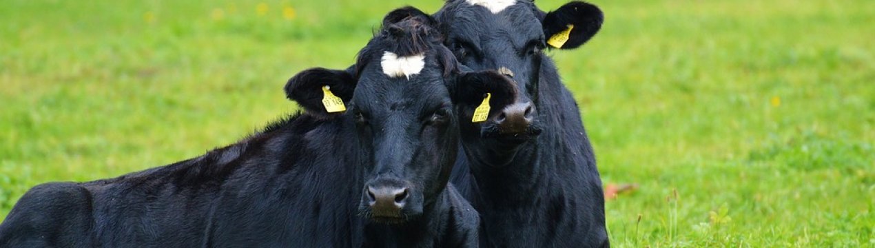 Удмуртія розвиває молочне тваринництво