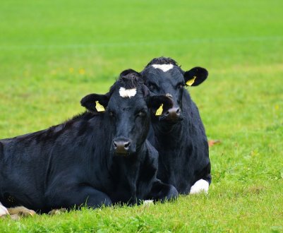 Удмуртія розвиває молочне тваринництво