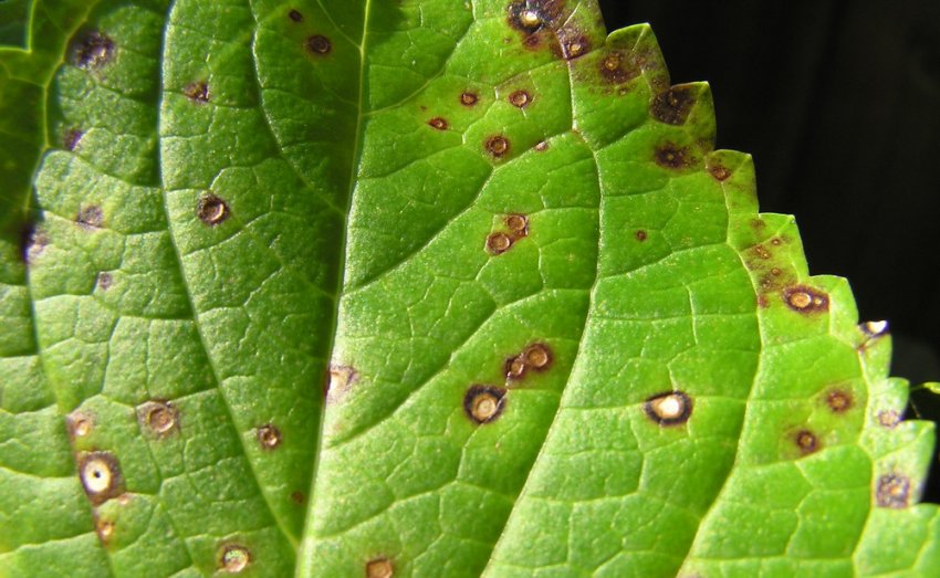 Плямистість листя гортензії Плямистість листя гортензії