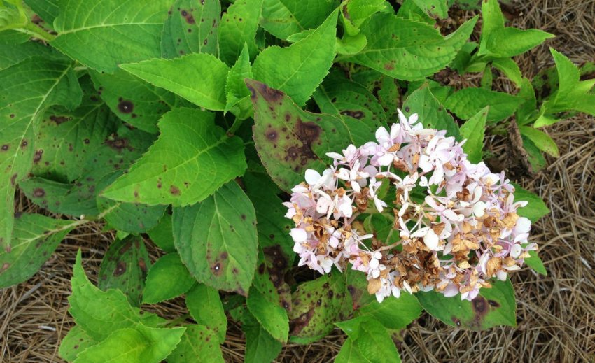 Іржа гортензії Іржа гортензії