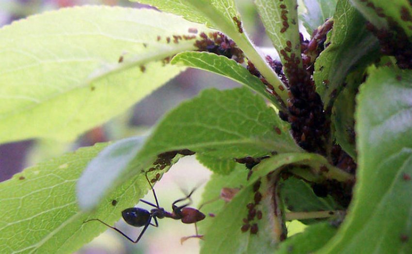 Колонія тли на гортензії Колонія тли на гортензії