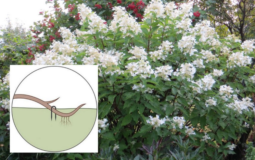 Розмноження гортензії відводками