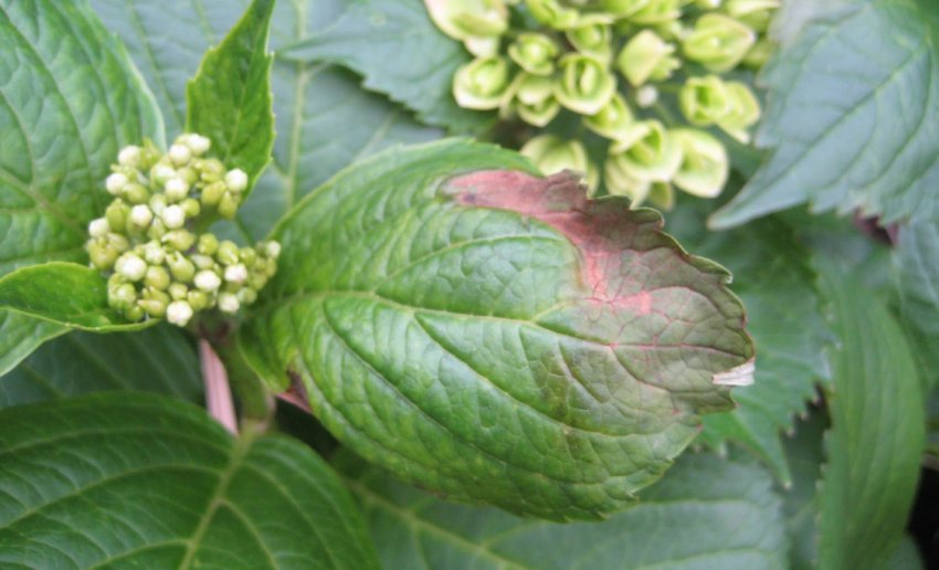 Сонячний опік на гортензії Сонячний опік на гортензії